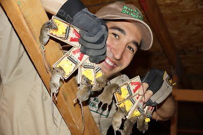 rodent trapping
